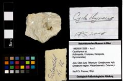 Foto (Objekt + Etiketten) von Cyclothyreus sp. 